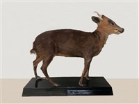 藏品(山羌　)的圖片